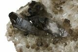 Tall, Free-Standing Smoky Quartz Cluster - Brazil #137843-5